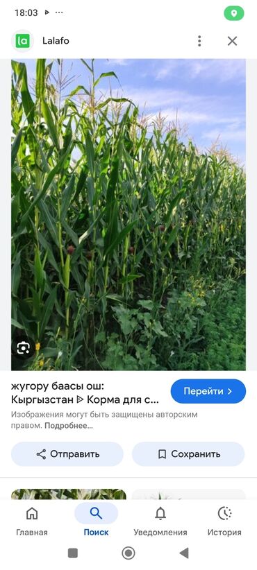 аниме товары: Жугору сатылат с поле эле баасы келишим турдо
