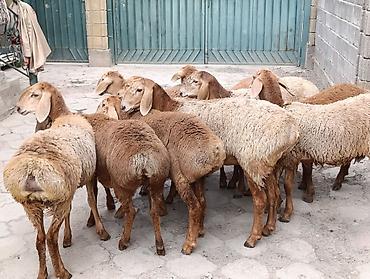 ак коён: Сатам | Козу | Арашан | Көбөйтүү үчүн | Токту — 8