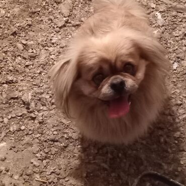 pekines itleri qiymeti: Pekines, 2 il, Erkek, Cütləşmə üçün, Ünvandan götürmə