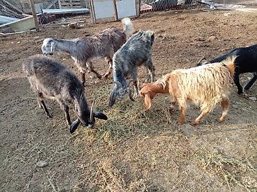 keci sanen: 2 baş hələb çəpişi 1dişi 1erkək.7 aylıqdirlar. Tam sağlam heyvanları — 2