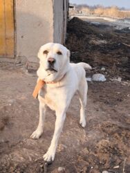 продаю кота: 2.5 года мощный кабель