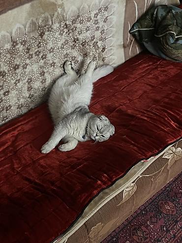 Отдам даром кошку: Кошка даром: Скотиш Фолд (Шотландская вислоухая), 2 года, Мальчик — 1