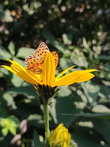 Садовые цветы и кустарники: Саженцы цветка: Платная доставка — 3