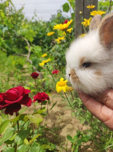 kaliforniya dovşan: Karlik dovşanlar 3 ədəd qalıb. biri 10 manat