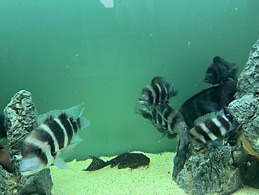 akvariyum: Məhsul: Akvaryum üçün Afrika siklidləri – Frontosa (Cyphotilapia — 5