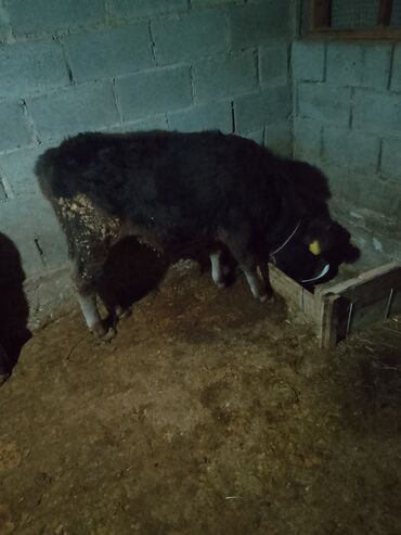 Коровы, быки: Продаю | Музоо, торпок | Полукровка | На откорм | Привязанные — 8