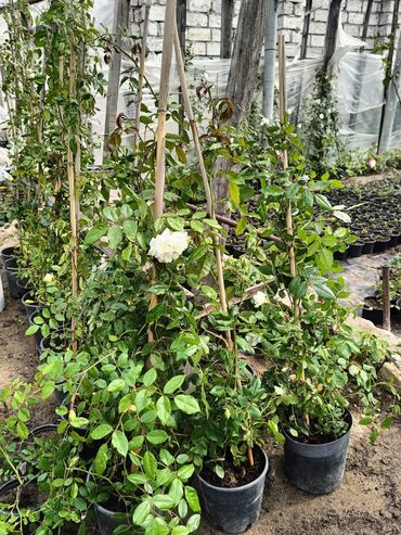 Çöl bitkiləri: Qızıl güllər dipçək gülləri həmişə yaşıl kolları zəhmət olmasa — 3