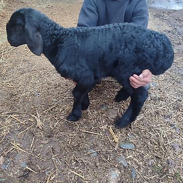 Баран, овца: Продаю | Овца (самка) | Арашан | Для разведения | Котные — 10