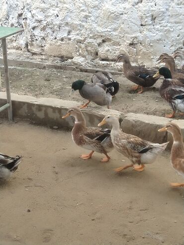 Ördəklər: Salam hamıya dalaşan yaşılbaş çöl. ördəyi satıram istəyən buyursun -da lalafo.az — 10 Ördəklər: Salam hamıya dalaşan yaşılbaş çöl. ördəyi satıram istəyən buyursun — 10