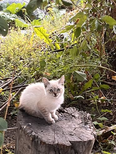 кошки шотландский: Отдам котят в добрые руки срочно пока не выросли один вислоухий другой