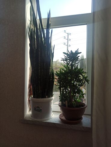 Otaq bitkiləri: Satılır: ev otaq gülləri kolleksiyası - Sansevieriya (Qaynanadili) – — 10