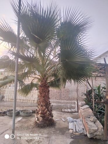 dəmir tikanı bitkisi: Palma