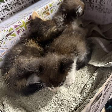 котята коротколапые: Милые котята, помет из трёх малышей. Описание: - Окрас: тёмный — 1