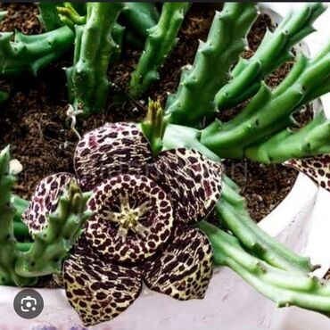 Otaq bitkiləri: Kaktuslar.artırmalarının qiymət 3manatdan başlayır.şəkildə olan güllər — 13