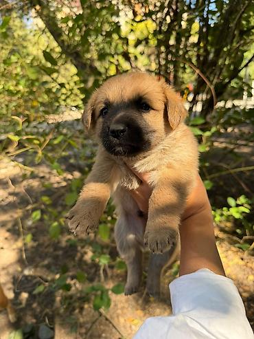 Отдам даром собаку: 🐾 7 чудесных щенят ищут добрые руки! 🐾❤️ Отдаём семерых здоровеньких — 1
