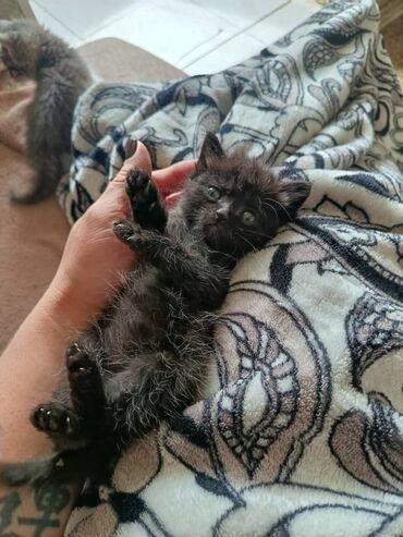 маленькие котята даром: Мышык бекер берилет: Породасыз, 1 айлык, Ургаачы, Лотокко барууга үйрөтүлгөн