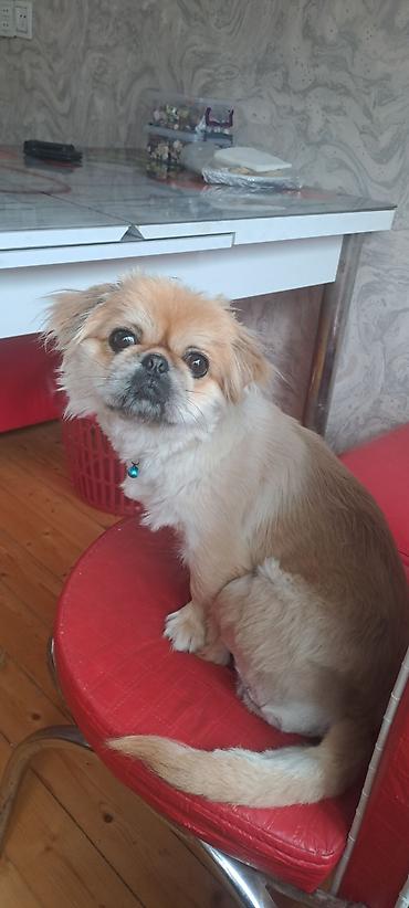 İtlər: Pekines, 1 il, Dişi — 1