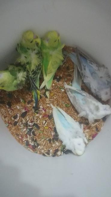 Tutuquşları: Bir ədədi -100-azn 150 azn aq rəydə olanlar qiymət fərqli hazır -da lalafo.az — 11 Tutuquşları: Bir ədədi -100-azn 150 azn aq rəydə olanlar qiymət fərqli hazır — 11