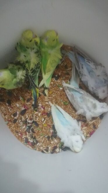 Tutuquşları: Tutuquşları — 29