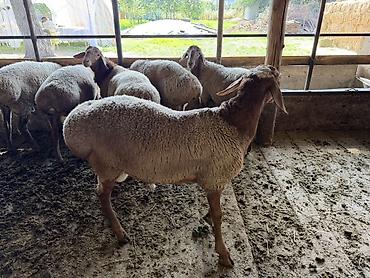 корова джерси купить: Продаю | Баран (самец) | Для разведения | Матка — 5