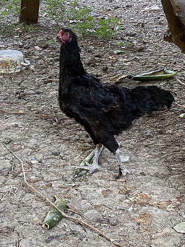 xoruzu: Xoruz, Heyratı, il: 1, Ünvandan götürmə, Ödənişli çatdırılma — 10