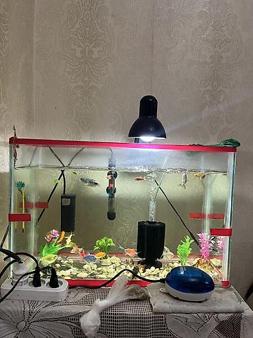 akvarium balıqlarının satışı: Salam akvarium qarışıq satılır 70m — 2