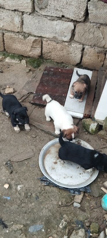 İtlər: Zvanoklar tam sağlam 40 günlük Binəqədidə şir erkek dişi var — 6