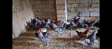 hind quşu satışı: TECİLİ!!! Temiz xorkov toyuq ve xoruzlar sürüyle satılır teki 25 AZN — 5