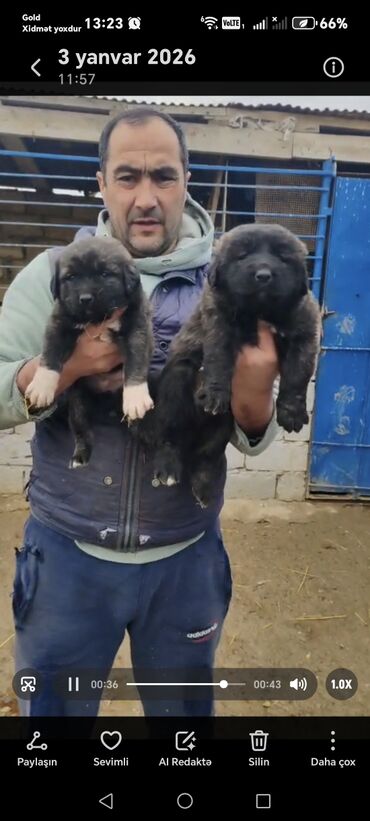 İtlər: Qafqaz çoban iti — 7