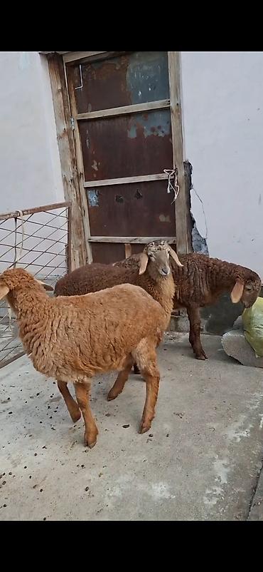 keci pendiri qiyməti: Qoyunlar – 3 baş, ətlik/südlük yerli cins - Rəng: açıq-sarı və tünd — 6