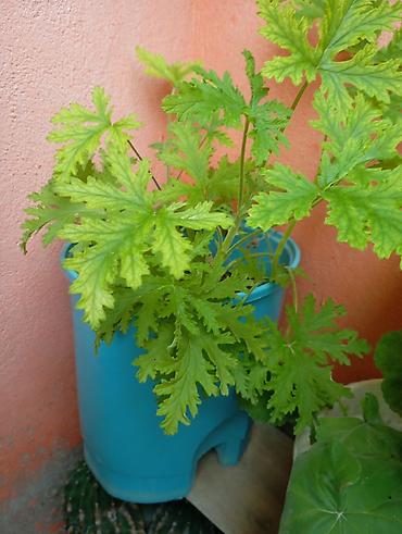 tebi guller: Sardunya (ətirli geranium) – saksıda yetişdirilən dekorativ bitki - — 2
