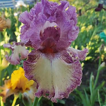 Другие садовые цветы и кустарники: В продаже саженцы сортовых ирисов из личной коллекции Все фото мои! at lalafo.kg — 9 Другие садовые цветы и кустарники: В продаже саженцы сортовых ирисов из личной коллекции Все фото мои! — 9