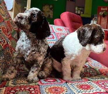 Psi: Nasa odgajivacnica lagotto romagnolo pasa A GANG OF LAGOTTA FCI 7244 — 18