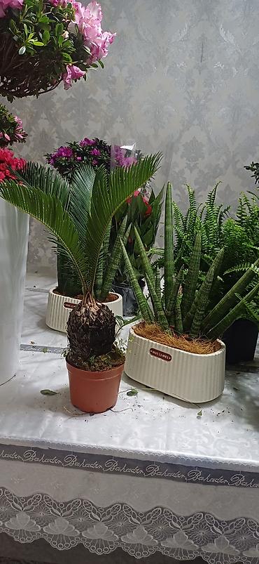 Аглаонемы: Комнатные растения в декоративных кашпо - Ажурные азалии с обильным — 3