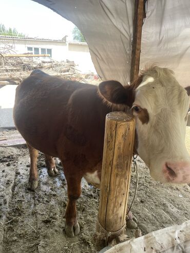 Коровы, быки: Продаю | Корова (самка), Тёлка | Симментальская | Для разведения, Для молока | Отела не было