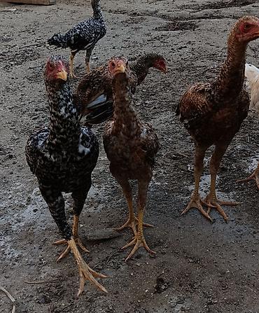 pitbul balasi satilir: Toyuq cücələri, Damazlıq, Ünvandan götürmə — 4
