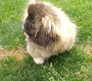 Psi: Pekinezeri, pravi, izuzetno poreklo, rodovnik, knjižice, vakcine na lalafo.rs — 8 Psi: Pekinezeri, pravi, izuzetno poreklo, rodovnik, knjižice, vakcine — 8