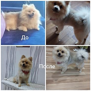 pincer sobaka: Pudel, 5 ay, Dişi, Peyvəndli — 7