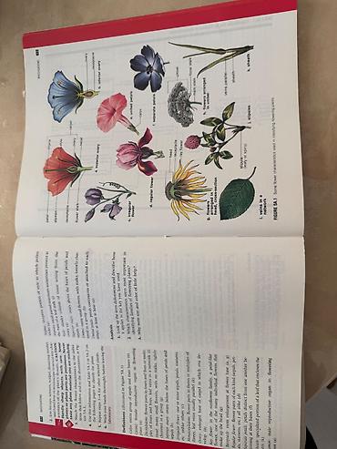 Книги и журналы: Məhsul: Biologiya üzrə illüstrasiyalı dərslik/kitab Xüsusiyyətlər: - — 3