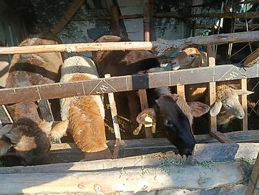 Козы, козлы: Продаю | Овца (самка) | Полукровка | Для разведения — 1
