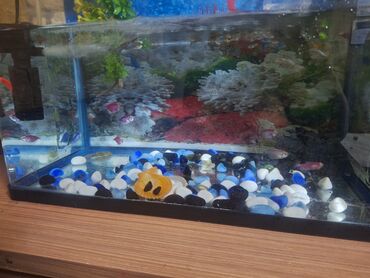 siam pişiyi qiyməti: Dördbucaq akvarium, Balıqlarla birlikdə, 50 l, Ünvandan götürmə