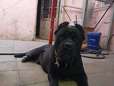 cane corso yavru: Kane-Korso, 1 il, Erkək, Sənədli — 4