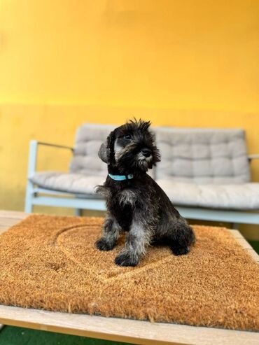 Psi: Odgajivacnica Pet house nudi prelepe stence Patuljastog snaucera Biber — 3