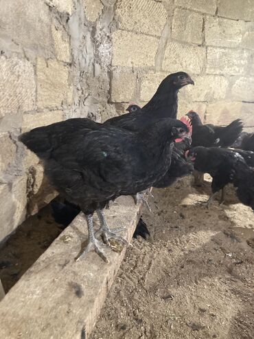 heyratı xoruzlar: Təmiz qan avstrolop xoruzlari satilir 12 ədəd var 70 gunluk butun