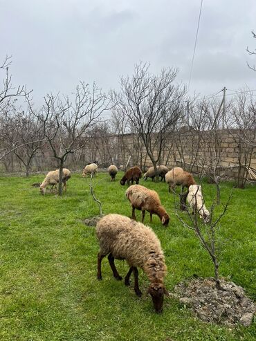 heyvanlara verilen adlar: Dişi, il: 4, Damazlıq, Ünvandan götürmə