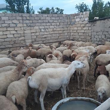dorado balığı qiyməti: Qoyun sürüsü – damazlıq - Toplu şəkildə satılır 30 ana qoyun 4 Qoç — 3