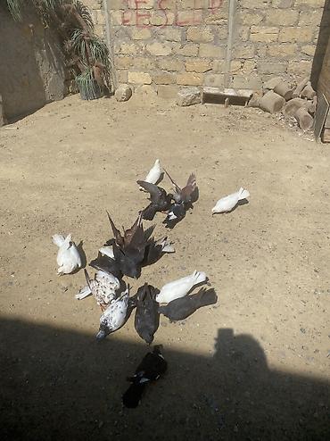 tovuz qusu satilir: Tergizme heyvanlardı 16 denedi icinde ucurmalığ balalarda var — 3