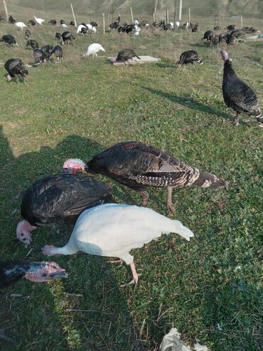 Hinduşka: Məhsul: Hinduşka sürüsü Təsvir: - Şəkillərdə ağ və tünd — 6