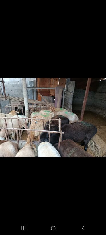 Бараны, овцы: Продаю | Овца (самка) | На забой — 2