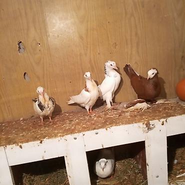 Göyərçinlər: Ağ baş göyerçin mayadi tək o 30 manatdi 3 balası balaların biri 10 — 1